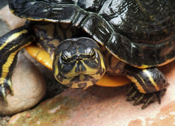 Close-up of turtle in sea