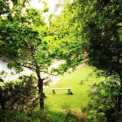 Trees on landscape