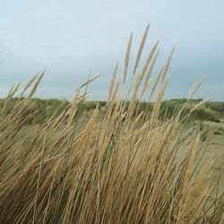 Close-up of wheat growing on field against sky