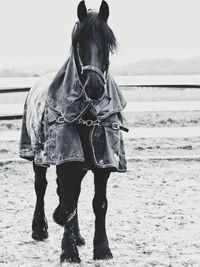 Full length of a horse on the beach