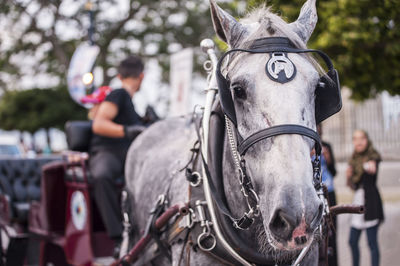 Man sitting in horse carriage