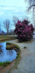 Pink flowering plants by lake against sky