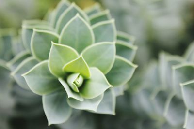 Close-up of succulent plant growing in garden