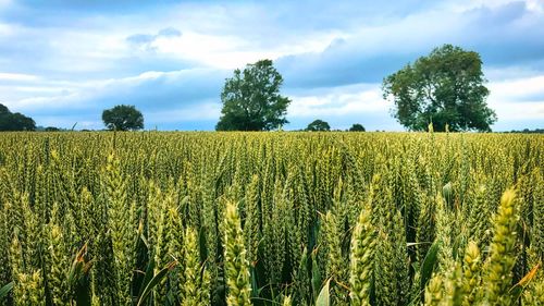 Scenic view of agricultural field against sky