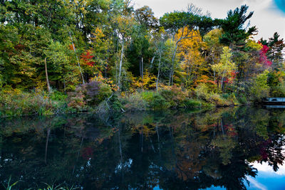 Reflection of trees in lake