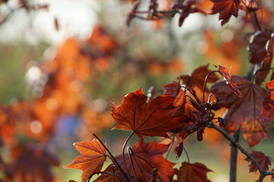 Close-up of dry maple leaves on branch during autumn