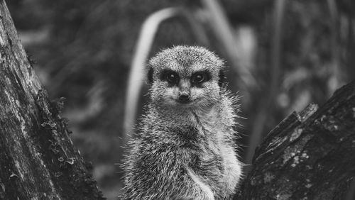 Close-up portrait of owl