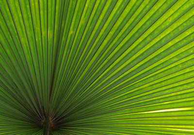 Full frame shot of green leaves