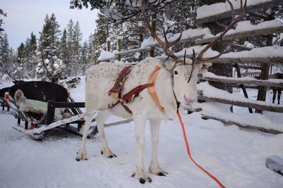 White rheindeer on snow covered field