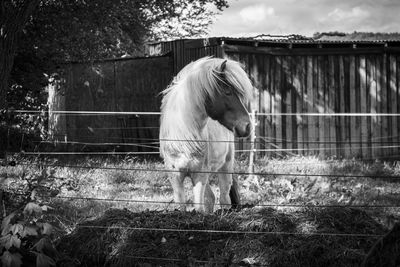 Horse standing in ranch