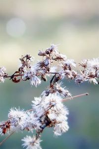 Close-up of cherry blossoms in spring