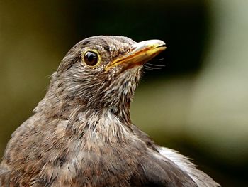 Close-up of bird 