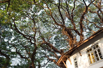 Low angle view of tree against sky