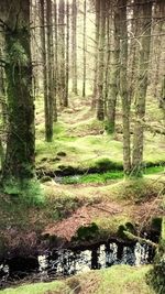 Stream passing through forest