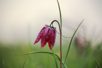 Snake's head fritillary fritillaria meleagris close-up view growing in field