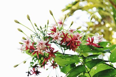 Close-up of pink flowers blooming outdoors