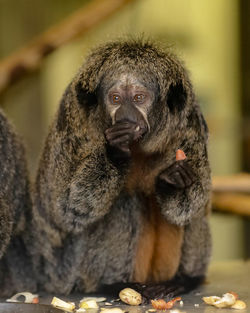Close-up of monkey
