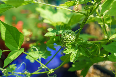 Close-up of fruit growing on plant