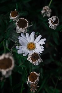 Close-up of white flowering plants