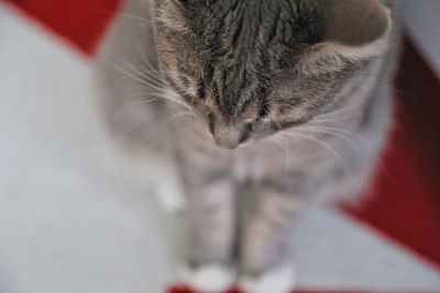 High angle view of cat sitting at home