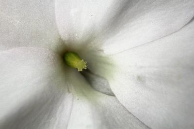 Macro shot of white flower