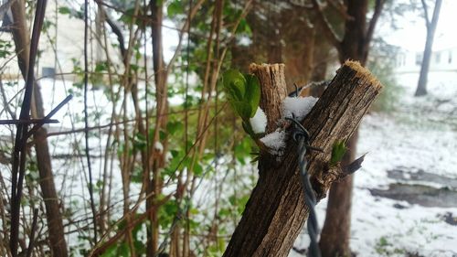 Close-up of bird on tree