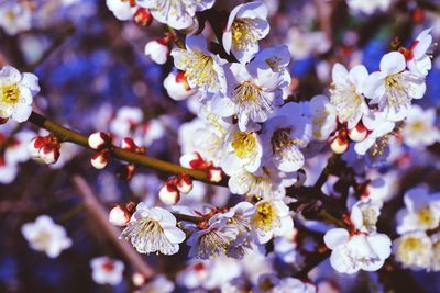 Close-up of cherry blossom