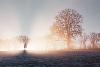 Bare trees on snow covered field against sky during sunset