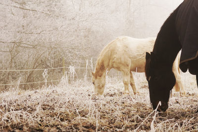 Close-up of horses eating grass