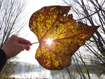 Close-up of hand holding autumn leaf against bare tree