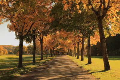 Footpath amidst trees in park during autumn