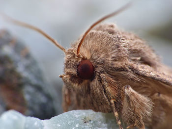 Close-up of an insect