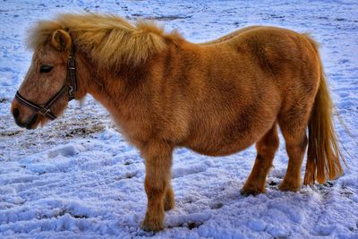 Horse standing on snow field