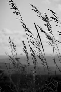 Close-up of wheat growing on field