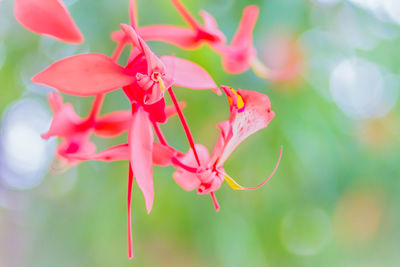 Close-up of red flowering plant