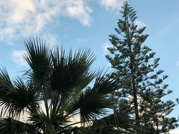 Low angle view of palm tree against sky