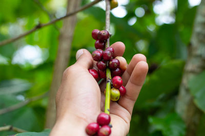 Close-up of hand holding berries