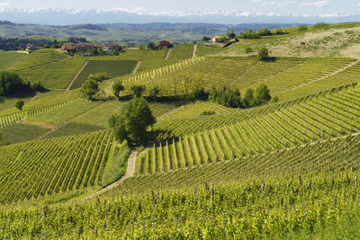 Scenic view of agricultural field