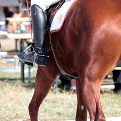 Horse standing in ranch