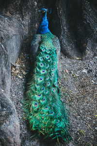 High angle view of peacock