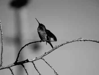 Low angle view of bird perching on tree