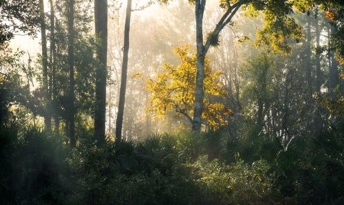 Sunlight streaming through trees in forest