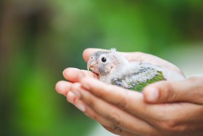 Close-up of hands holding small bird