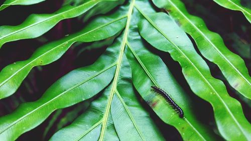 Close-up of leaves