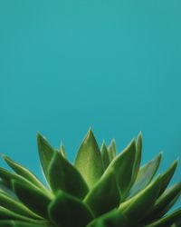 Close-up of succulent plant against blue background