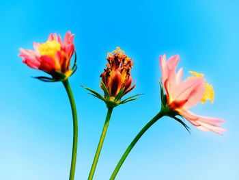 Low angle view of flowering plant against blue sky