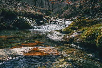 River amidst trees in forest