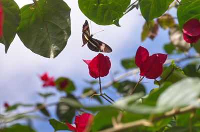 Close-up of red insect on flower