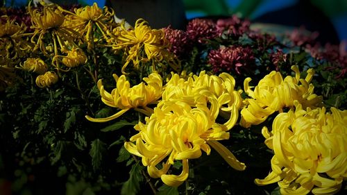 Close-up of yellow flowers