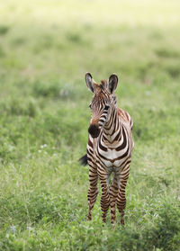 Portrait of tiger on field